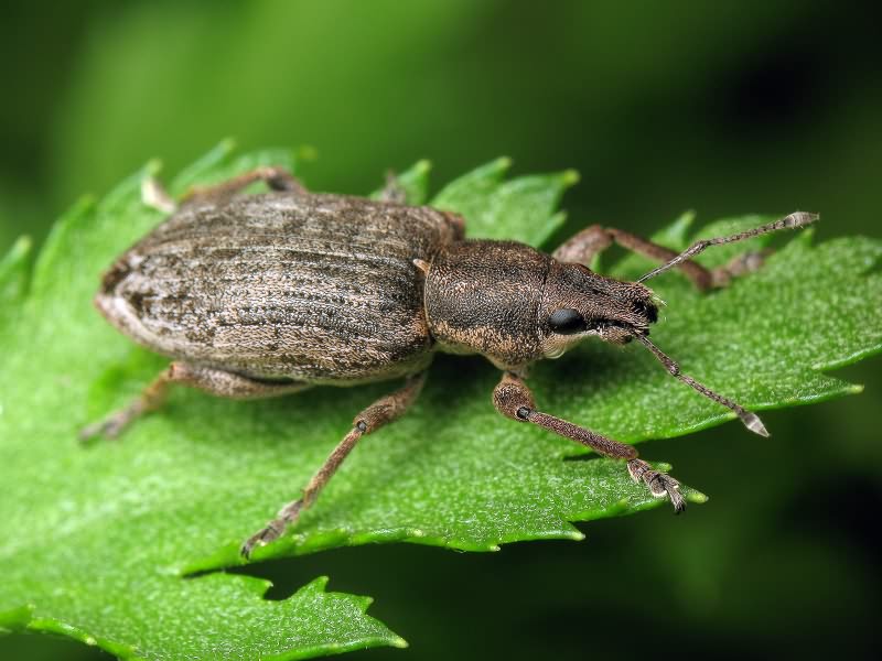 Tanymecus palliatus (Fabricius, 1787)
